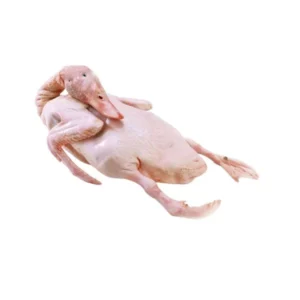 Vịt nguyên con làm sạch