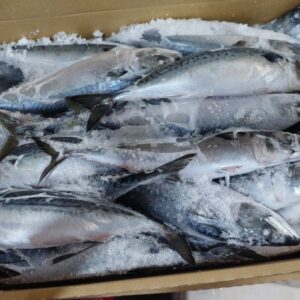 Cá Saba / Đài Loan / Size 400-600 gram - 10kg/T
