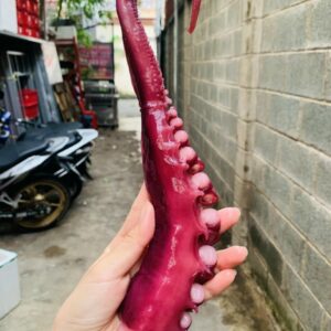 Râu bạch tuộc 10kg/T - 1kg/ túi