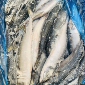 Cá Saba / Đài Loan / Size 400-600 gram - 10kg/T